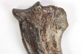 Fossil Raptor (Anzu) Hand Claw - Excellent Condition! #206426-6